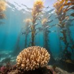Underwater view of a kelp forest and coral with a school of fish swimming through sunlit blue-green water, representing marine life resilience to climate change.
