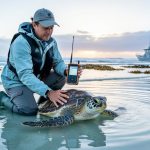 A marine conservation biologist kneeling beside a sea turtle in shallow coastal water while using waterproof acoustic telemetry monitoring gear.