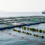 Floating aquaculture fish cages and nearby seaweed or mussel culture in calm ocean water under soft daylight, with a distant research vessel and hazy coastline.